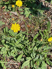 Pilosella officinarum