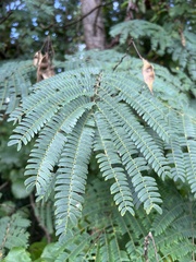 Albizia julibrissin