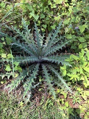 Cirsium horridulum