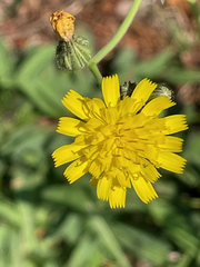 Pilosella officinarum