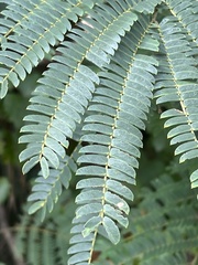 Albizia julibrissin