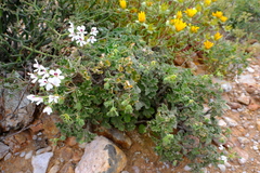 Pelargonium echinatum