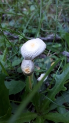 Bolbitius