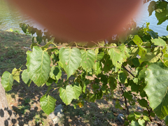 Betula cordifolia