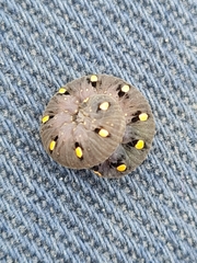 Tenthredo marginella