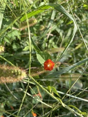 Ipomoea coccinea