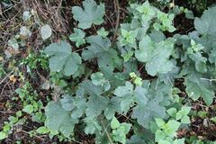 Acer pseudoplatanus