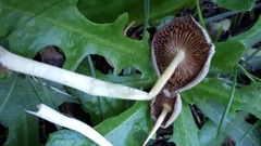 Bolbitius