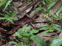 Phlaeoba antennata