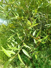 Salix triandra