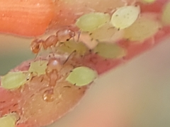 Wasmannia auropunctata