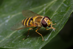 Syrphus vitripennis