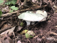Virescentinae