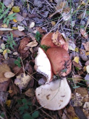 Leccinum albostipitatum