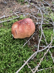 Russula sanguinea