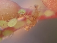 Wasmannia auropunctata