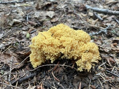 Ramaria