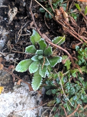 Saxifraga paniculata