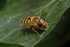 Syrphus vitripennis