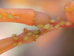 Wasmannia auropunctata