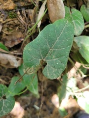 Aristolochia shimadae