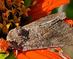 Plagiomimicus spumosum