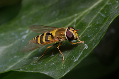 Syrphus vitripennis