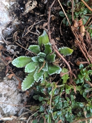 Saxifraga paniculata
