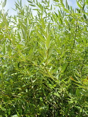 Salix triandra
