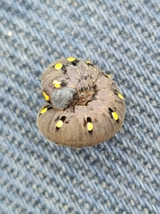 Tenthredo marginella