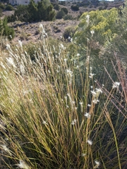 Bothriochloa barbinodis