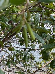 Alnus serrulata