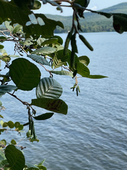 Alnus serrulata