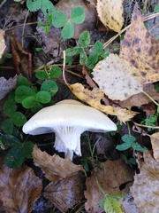 Armillaria borealis