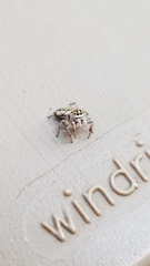 Pelegrina flavipes