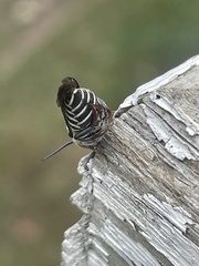 Coelioxys rufitarsis