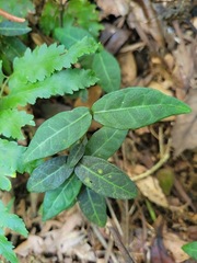 Trachelospermum asiaticum