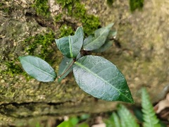 Trachelospermum asiaticum