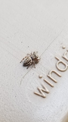 Pelegrina flavipes