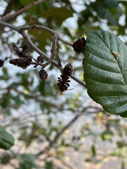 Alnus serrulata