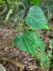 Pericampylus glaucus