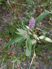 Persicaria bicornis