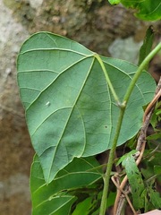 Pericampylus glaucus