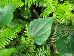 Pericampylus glaucus