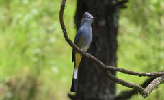 Ptiliogonys cinereus