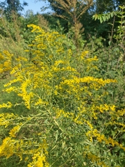 Solidago altissima