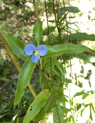 Commelina virginica