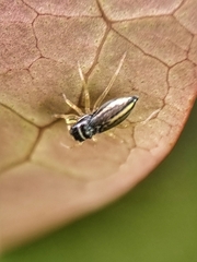 Phintella