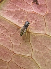 Phintella