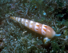 Hastula strigilata